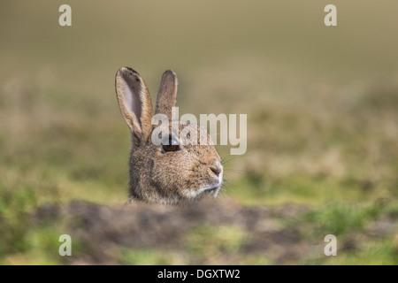 Erwachsenen Wildkaninchen (Oryctolagus Cuniculus) über grasbewachsene Hügel. Kopf geschossen. Yorkshire Dales, North Yorkshire, England, UK. Stockfoto