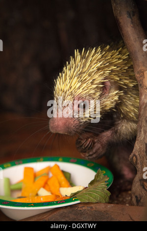 Mexikanische behaarten Zwerg Porcupine (Coendou mexicanus) eine Schale mit Früchten und Blättern im Heiligtum zugeführt wird Stockfoto