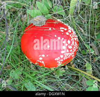 Große rote Fliegenpilz Stockfoto