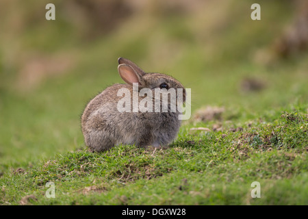 Baby Bunny Wildkaninchen (Oryctolagus Cuniculus) saß im Rasen.  Yorkshire Dales, North Yorkshire, England, UK. Stockfoto
