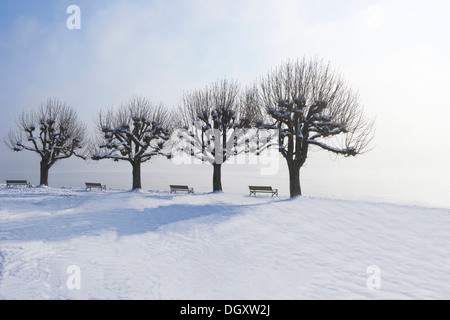 Parkbänke zwischen Bäumen auf einer verschneiten Strandpromenade an einem See, Starnberger See, Starnberg, Upper Bavaria, Bavaria, Germany Stockfoto