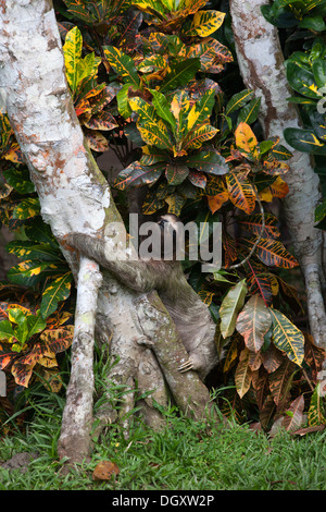 Wilde Brown-throated Dreifingerfaultier (Bradypus Variegatus) Baum zu einem anderen Baum auf dem Boden überqueren, um Klettern Stockfoto