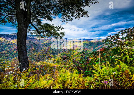 Herbst in den Smoky Mountains Nationalpark. Stockfoto