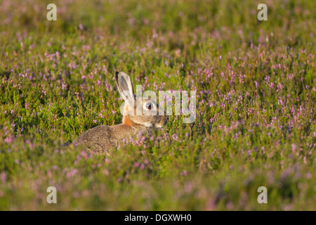 Wildkaninchen (Oryctolagus Cuniculus) in Heather Moorland. Yorkshire Dales, North Yorkshire, England, UK. Stockfoto