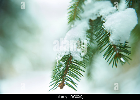 Fichte Ast mit Schnee bedeckt Stockfoto