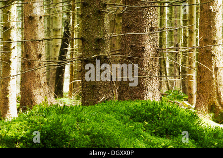 Fichtenwald mit moosigen Hügel vorn, Starnberg, Gauting, Upper Bavaria, Bavaria, Germany Stockfoto