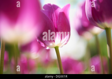 Violette Tulpen (Tulipa), Starnberg, Gauting, Upper Bavaria, Bavaria, Germany Stockfoto