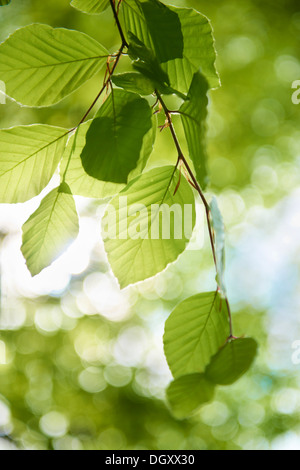 Frische Buche Baum Blätter (Fagus SP.), Starnberg, Gauting, Upper Bavaria, Bavaria, Germany Stockfoto