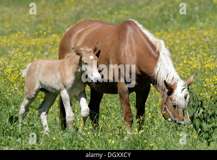 Haflingerpferde (Equus Caballus), Stute und Fohlen auf einer Wiese in Eng, Tirol, Österreich, Europa Stockfoto