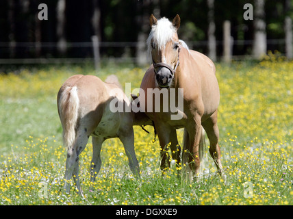 Haflinger-Pferd (Equus Caballus), Stute, Fohlen, Spanferkel, auf einer Wiese in der Eng, Tirol, Austria, Europe Stockfoto