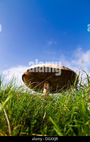 Wilde Riesenpilz in einem Feld Stockfoto