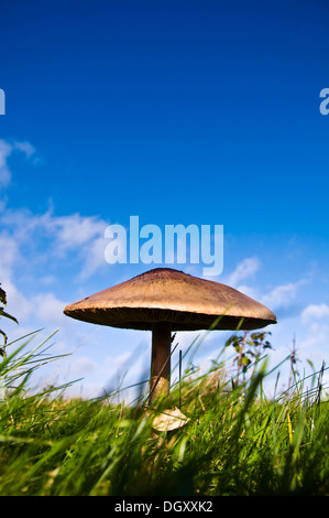 Wilde Riesenpilz in einem Feld Stockfoto