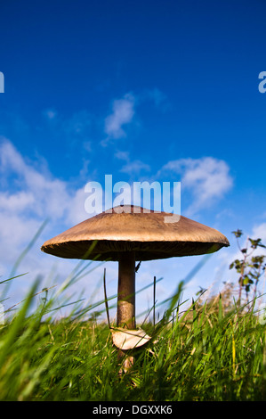 Wilde Riesenpilz in einem Feld Stockfoto