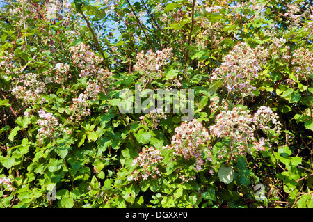 Wilde Brombeeren / Sträucher blühen am Straßenrand Hecke - Frankreich. Stockfoto