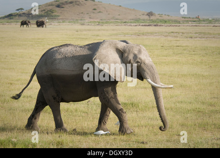 Afrikanischer Elefantenbulle Wandern im Flachland Stockfoto