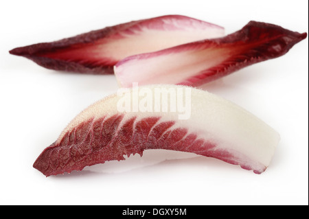 Chicorée lässt auf weißem Hintergrund Stockfoto