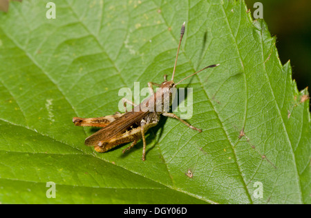 Männliche Rufous Grasshopper, Gomphocerippus Rufus; ungewöhnlich, südliche Arten im Königreich. Stockfoto