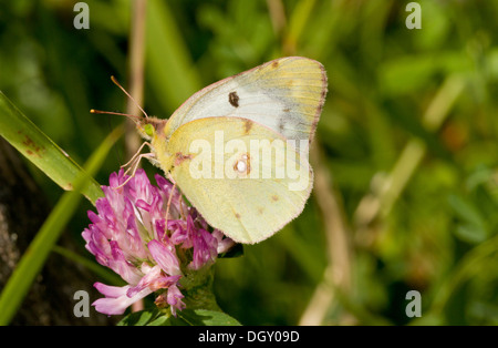 Frau Berger getrübt gelb, Colias Alfacariensis Fütterung auf Rotklee Stockfoto