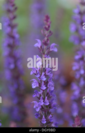 Nahaufnahme von Spikes von englischer Lavendel mit geringer Tiefe Feld zeigt eine Spitze im Fokus mit verträumten aus Fokus Stacheln. Stockfoto