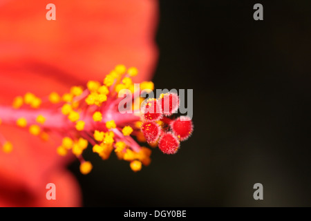 Eine Nahaufnahme von einem roten Hibiskus Stockfoto