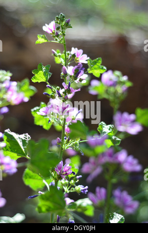 Schöne lila Geranie Blume Stockfoto