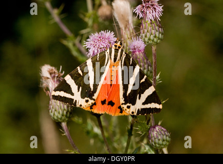 Jersey Tiger Moth, Euplagia Quadripunctaria, Nectaring bei Creeping Thistle. Ungewöhnlich, in Großbritannien. Stockfoto