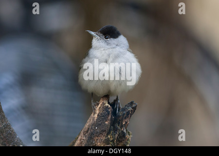 Mönchsgrasmücke auf Baumstumpf Stockfoto