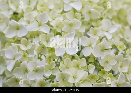 Hortensie Blumenmuster. Stockfoto