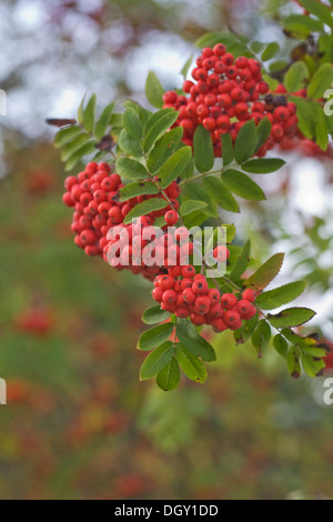 Sorbus Aucuparia. Rote Beeren auf eine Eberesche. Stockfoto