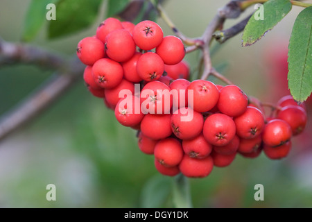 Sorbus Aucuparia. Rote Beeren auf eine Eberesche. Stockfoto