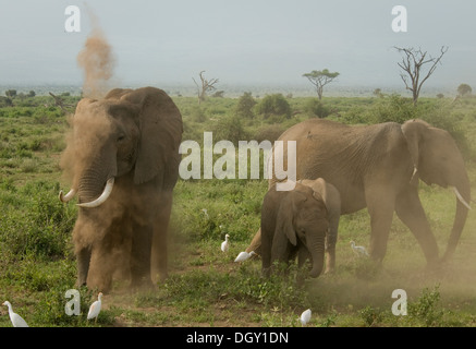 Zwei afrikanische Elefanten und jungen ein Erwachsener abstauben Stockfoto