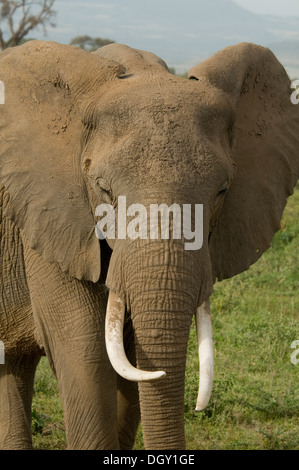 Schuss in den Kopf des afrikanischen Elefanten Stockfoto