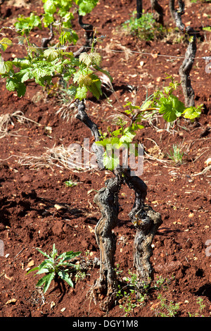 Junge Weinreben der Sorte Teran in einem Weinberg mit rotem Lehm Mineral-Lager in der Nähe von Barban, Istrien, Kroatien, Europa, Barban Stockfoto