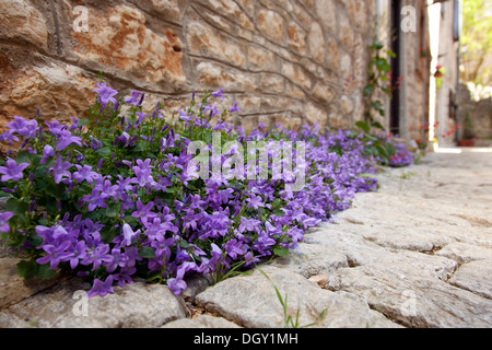 Vergissmeinnicht (Myosotis), wächst in einer Gasse der mittelalterlichen Stadt Bale, Valle, Istrien, Kroatien, Europa, Bale, Kroatien Stockfoto