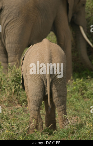 Junge afrikanische Elefanten hinter seiner Mutter Stockfoto