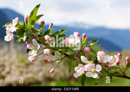 Apfelblüten im Apfelgarten Baum, Bei Meran, Provinz Südtirol, Trentino-Alto Adige, Italien Stockfoto