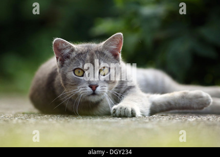 Dorf Katze Tabby Silber grau, liegend 1 Jahr, halb verwilderte, Stockfoto