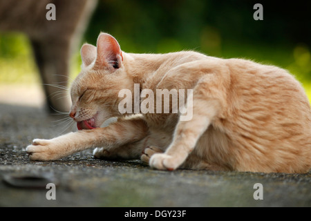 Halb verwilderte Dorf Katze, rot gestromt, liegend auf einer Straße, die Reinigung selbst Stockfoto