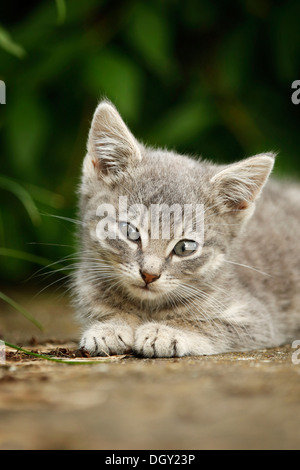 Silber-grau Tabby Kätzchen, ca. 10 Wochen, halb verwilderte Dorf Katze liegend auf einer Wand Stockfoto