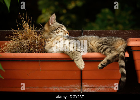 Tabby Katze, 1 Jahr, halb verwilderte Dorf schlafen in einem Blumenkasten Stockfoto
