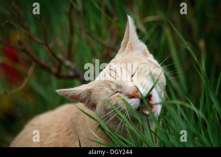 Rot Tabby Dorf Katze, halb verwilderte, Essen grass Stockfoto