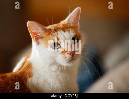 Weiß gefleckten rote Katze sitzt auf einem Sofa, Porträt Stockfoto