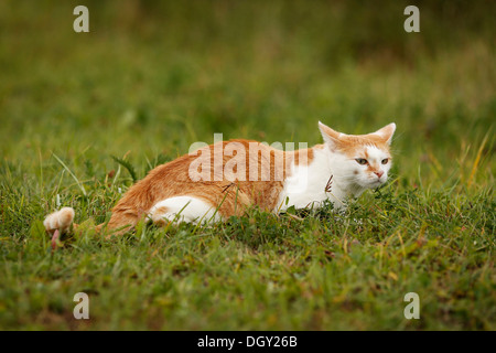 Rot-weiß gefleckte Katze liegen bereit, auf einer Wiese zu stürzen Stockfoto