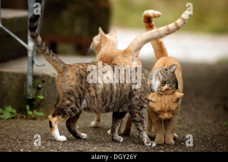 Gruß Verhalten, Schwangere dreifarbigen Tabby Katze durch zwei red-Tabby-Katzen Stockfoto