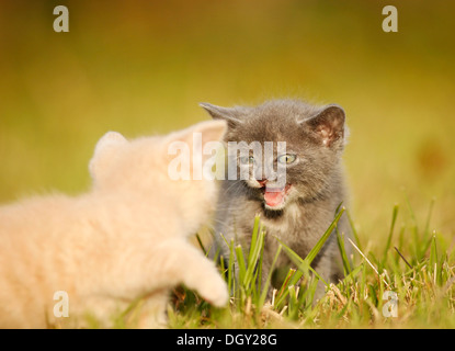 2 junge Hauskatzen, Kätzchen, 6 Wochen, auf einer Wiese spielen Stockfoto