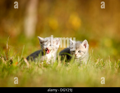 2 junge Hauskatzen, Kätzchen, leichte 6 Wochen graue Makrele, sitzen auf einer Wiese Stockfoto