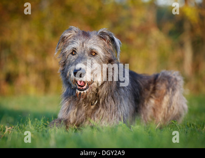 Irischer Wolfshund in einer Wiese liegen Stockfoto