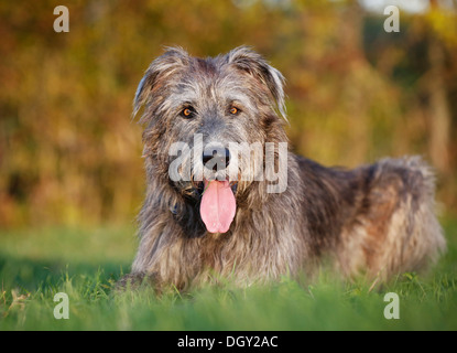 Irischer Wolfshund in einer Wiese liegen Stockfoto