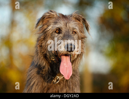 Irischer Wolfshund, Porträt, keuchend Stockfoto