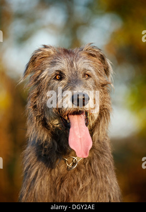 Irischer Wolfshund, Porträt, keuchend Stockfoto
